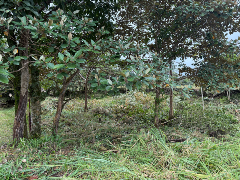El Francés lot for sale
Alto Boquete real estate
Boquete building lot
Land for sale in Boquete
Panama building lot
Chiriquí land for sale
Mountain view lot Panama
Boquete homesite
Boquete investment property
Build your dream home in Boquete